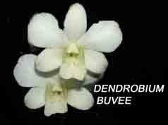 Dendrobium Buvee