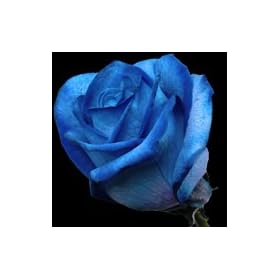 A Single Luxury Long Stemmed Blue Rose from InterRose the online Florist of Choice