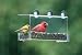 Pet Supplies : 742CC Clear Bird House