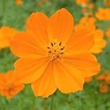 Orange Cosmos (Cosmos sulphureus) - Jumbo Wildflower Seed Packet