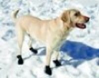 Ultra Paws Snow and Go - Large