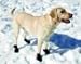 Ultra Paws Snow and Go - Large