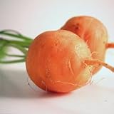 Parisian Carrot 1000 Seeds - GARDEN FRESH PACK ! - B001J5T2FY