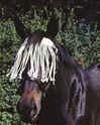Jack's Cotton Fly Veil