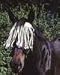 Jack's Cotton Fly Veil