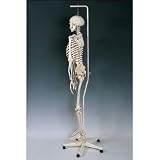 Feldenkrais Physiological Skeleton Model