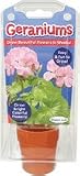 DuaneCraft Grow Geraniums - Complete Kit!