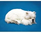 Westie