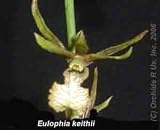 Eulophia keithii 2S