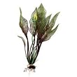 Flowering Lace - Small - 7 in.