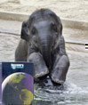 Kandula ~ Elephant Story