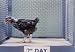 Classic Protecting Poultry Profits Films