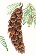 Western White Pine Seeds, Pinus monticola