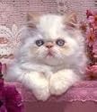 365 Kittens (Kalendra.com Multimedia Calendar, Digital Photo Theme Pack)