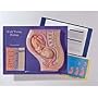 Full Term Fetus Model Activity Set