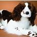Duncan Springer Spaniel