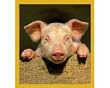 Curious Piggy Fridge Magnet