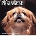 Dog Breeds Pekingese Calendar