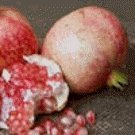 Garnet Sash Pomegranate Tree Five Gallon