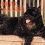 Cal 99 Bouvier Des Flanders
