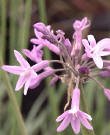 Society Ornamental Garlic One Gallon