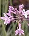 Society Ornamental Garlic One Gallon
