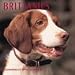 Dog Breeds Brittany Spaniels Cal