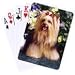 yorkshire terrier - Dog Breed Cards Yorkshire Terrier
