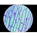 Monocot and Dicot Leaves