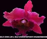 Blc Chia Lin x Slc Christopher Hausermann 1671H