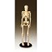 Anatomical Chart Co. My First Skeleton Tiny Tim Skeleton Model - 16 1/2