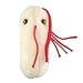 Giant Microbes Salmonella (Salmonella typhimurium)