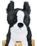 John Boston Terrier by Douglas