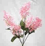 Lilac Bush-Pink