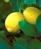 Lisbon Lemon Tree Five Gallon Topiary by Monrovia Growers