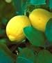 Lisbon Lemon Tree Five Gallon Topiary by Monrovia Growers
