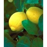Lisbon Lemon Tree Five Gallon Topiary by Monrovia Growers by 