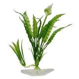 Flowering Crypt - Medium - 8.5 in.
