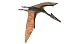 Quetzalcoatlus