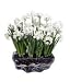 Vanderschoot 19413 Holiday Ziva Paperwhites in Blue Wave Glass (9 Bulbs)