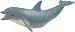 Adult Dolphin