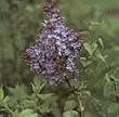 Lilac Lavender Lady Five Gallon