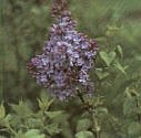 Lilac Lavender Lady Five Gallon