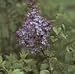 Lilac Lavender Lady Five Gallon