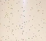 Review Just For Fun  / Glitter Spray - Multicoloured