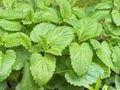 Lemon Balm Tea