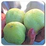 100% Certified Organic: Lemon Cucumber Seeds - B002AQX6EY