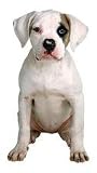 American Bulldog Puppy Die-Cut Photographic Magnet