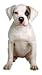 American Bulldog Puppy Die-Cut Photographic Magnet