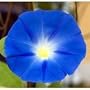Heavenly Blue Morning Glory 3000 Seeds